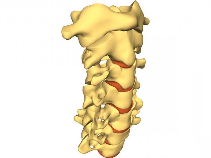 La columna es propensa a la osteocondrosis. 